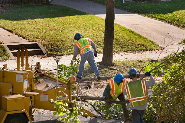 Best Root Management and Removal  in Wyoming, IL